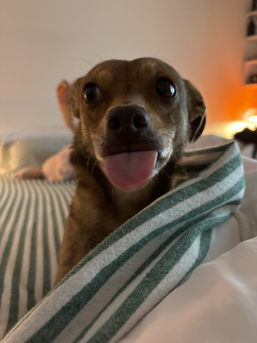 Beanie the dog — tap for another photo